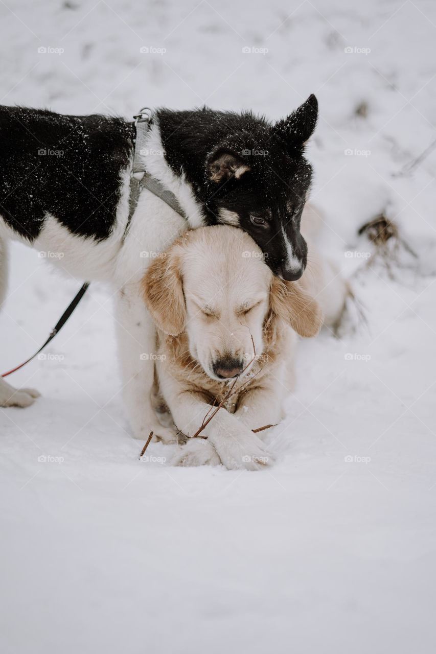 dogs cuddling in the snow / winter season / first snow 
