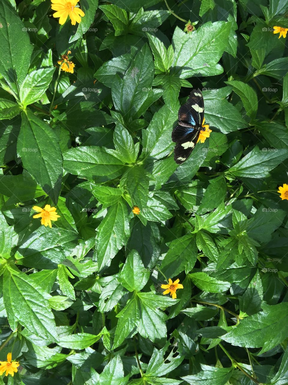 Butterfly and Foliage Background.