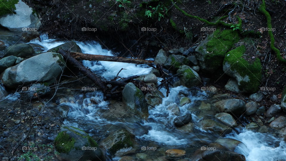 Stream flowing in forest