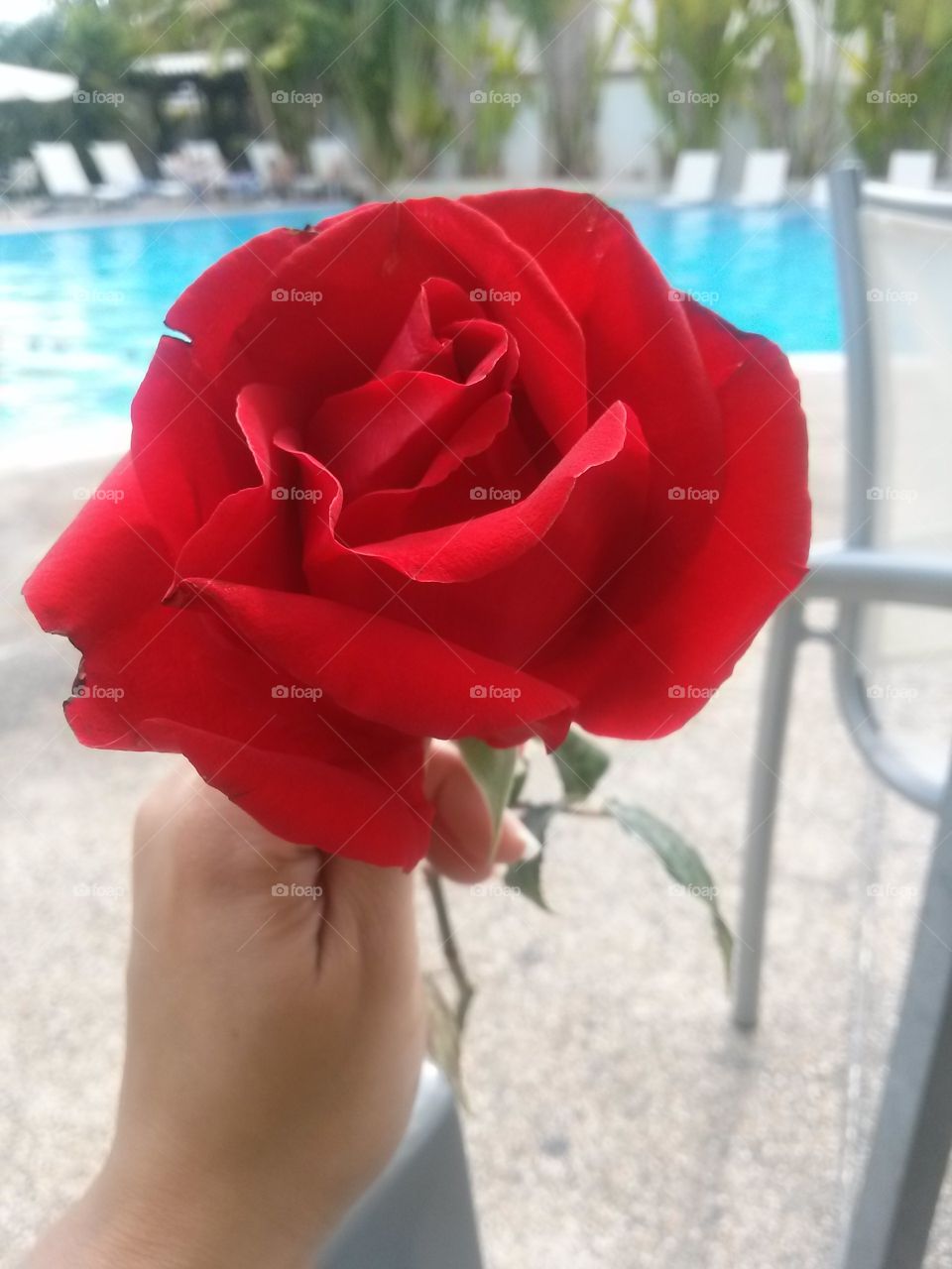 Rose/flower
