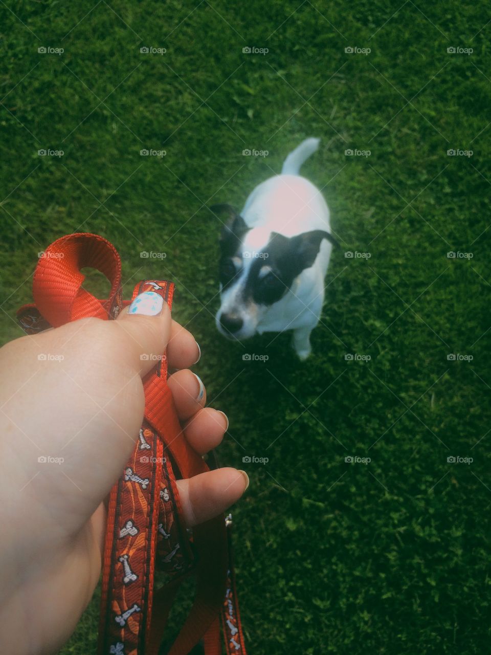 Go for a walk. Dog wants to go for a walk