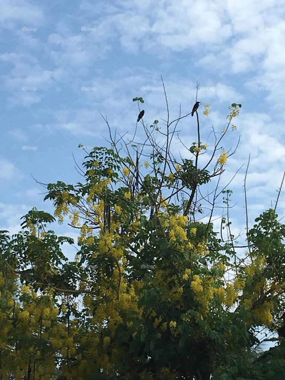 Two birds at the top of the “Pudding Pipe tree”