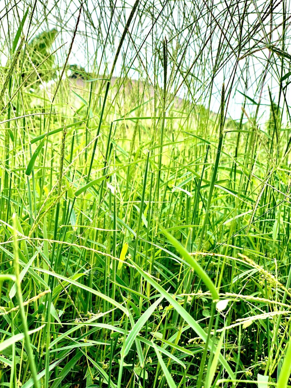 Green grasses 