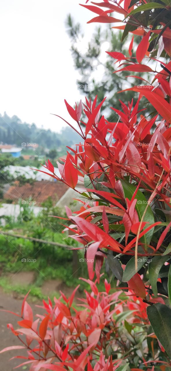 red leafy stems from healthy plants, with mist over the mountains