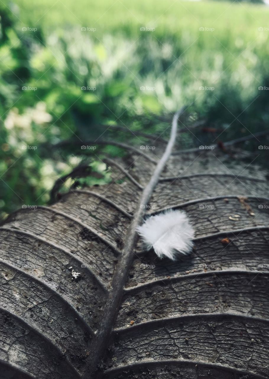 Old dry leaf and a feather