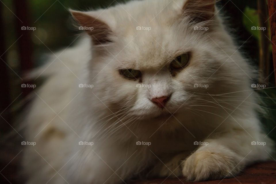 Close Up White Persian Cat