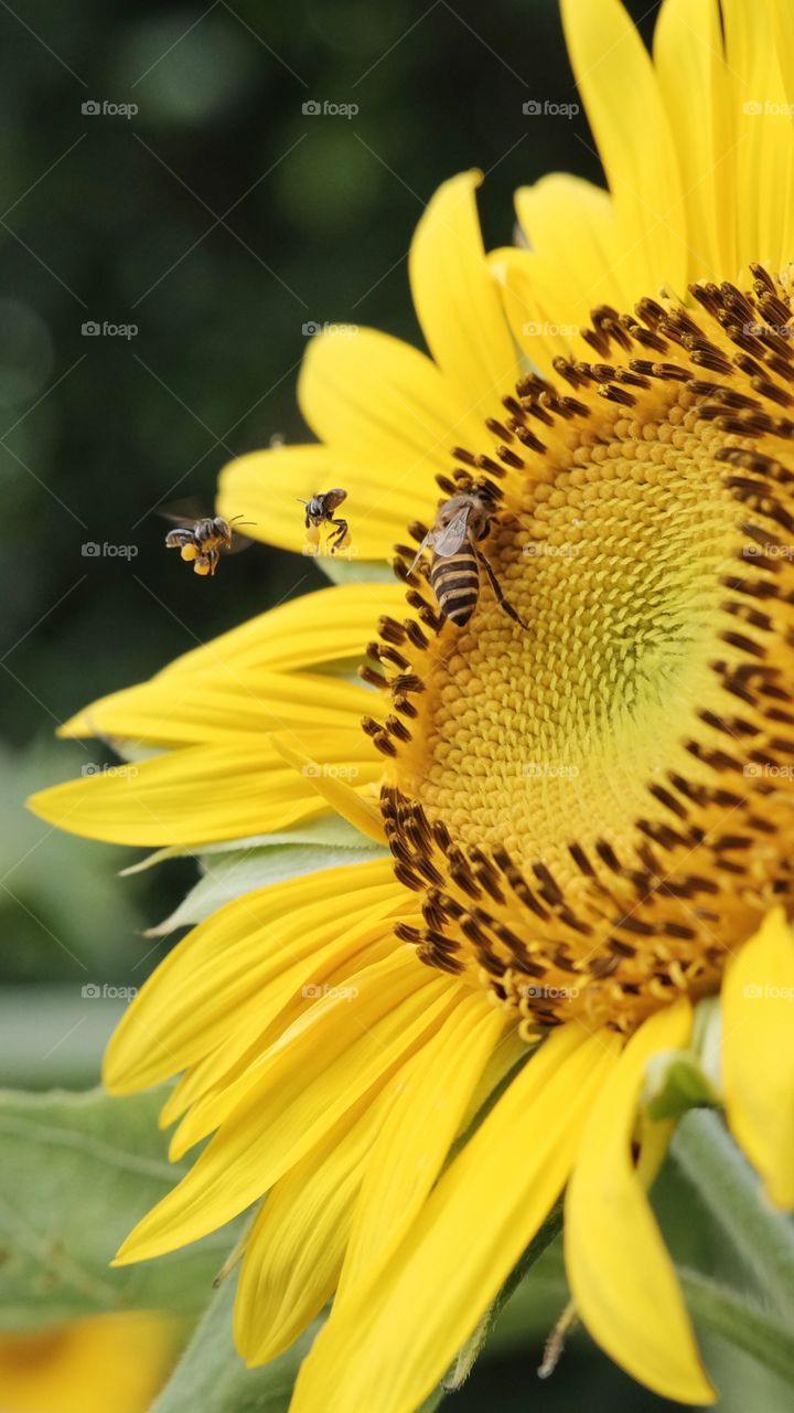Sunflower and Bee