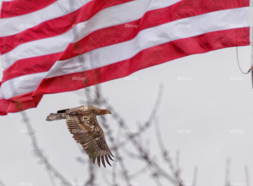 Bald eagle and American flag