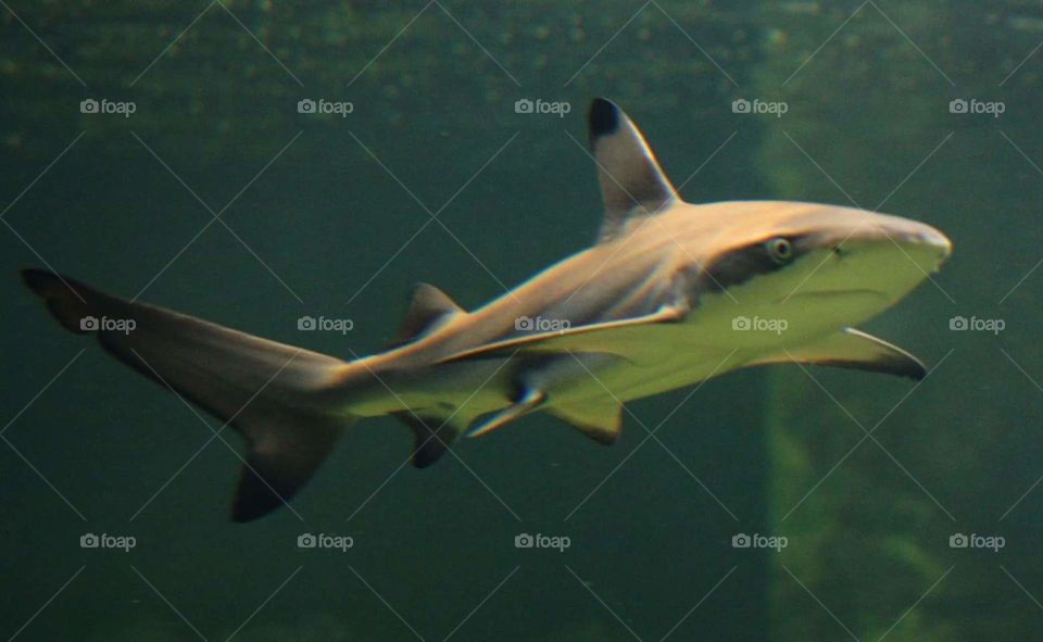 shark underwater