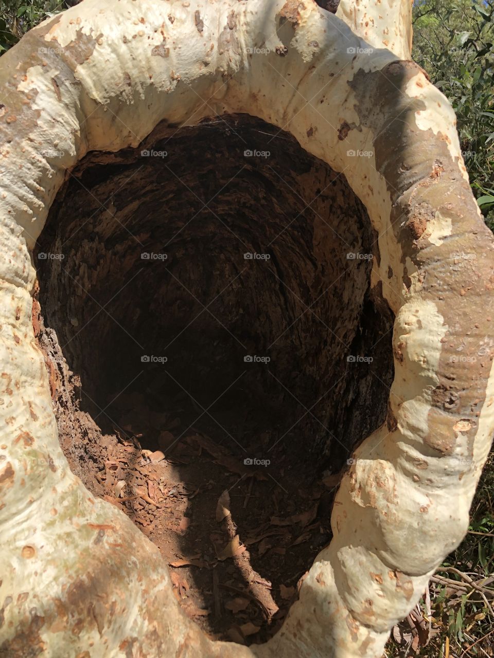 Natural hole in tree