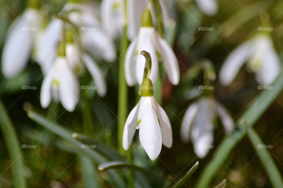 Snowdrops