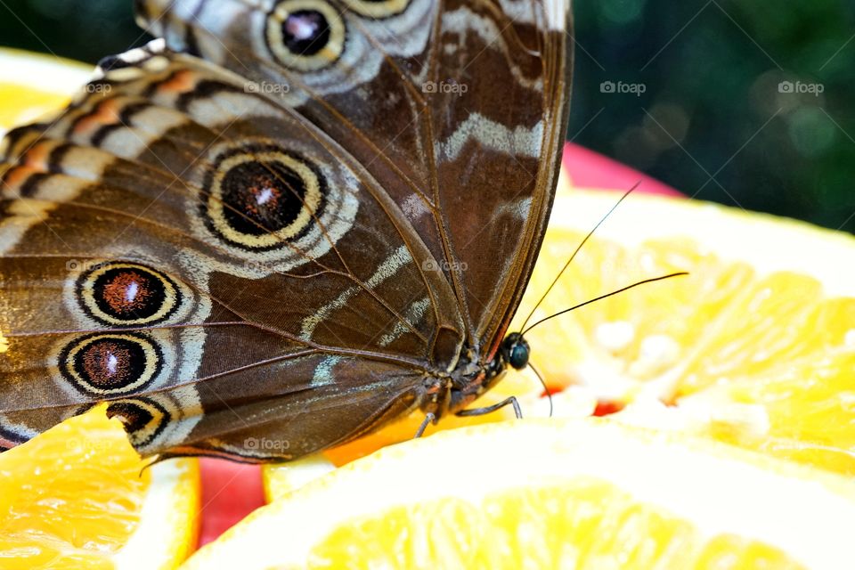 Blue Morpho Butterfly