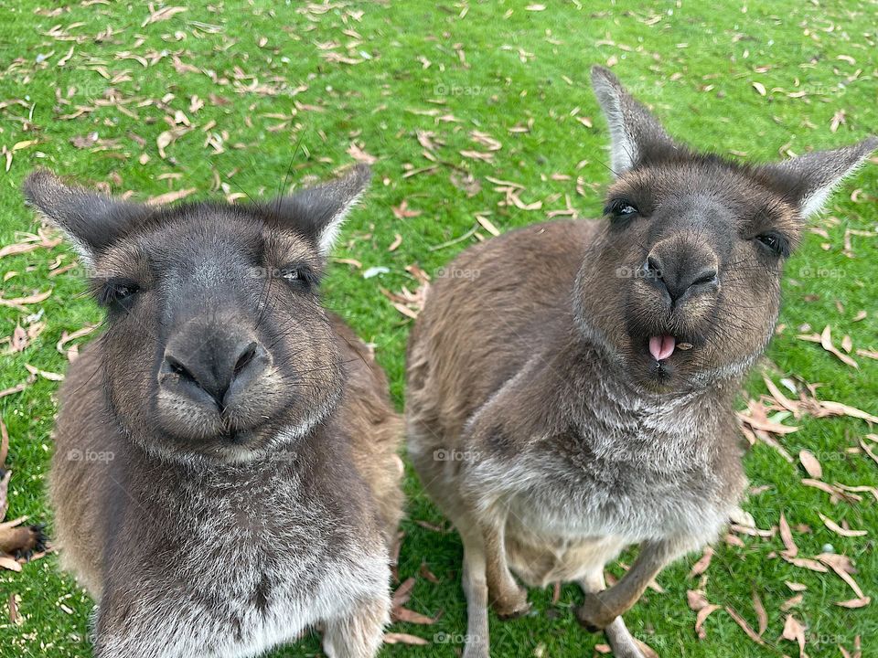 Two Cheeky Kangaroos