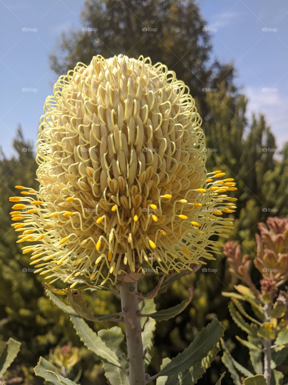 Big majestic colourful flower of an Australian native Banksia