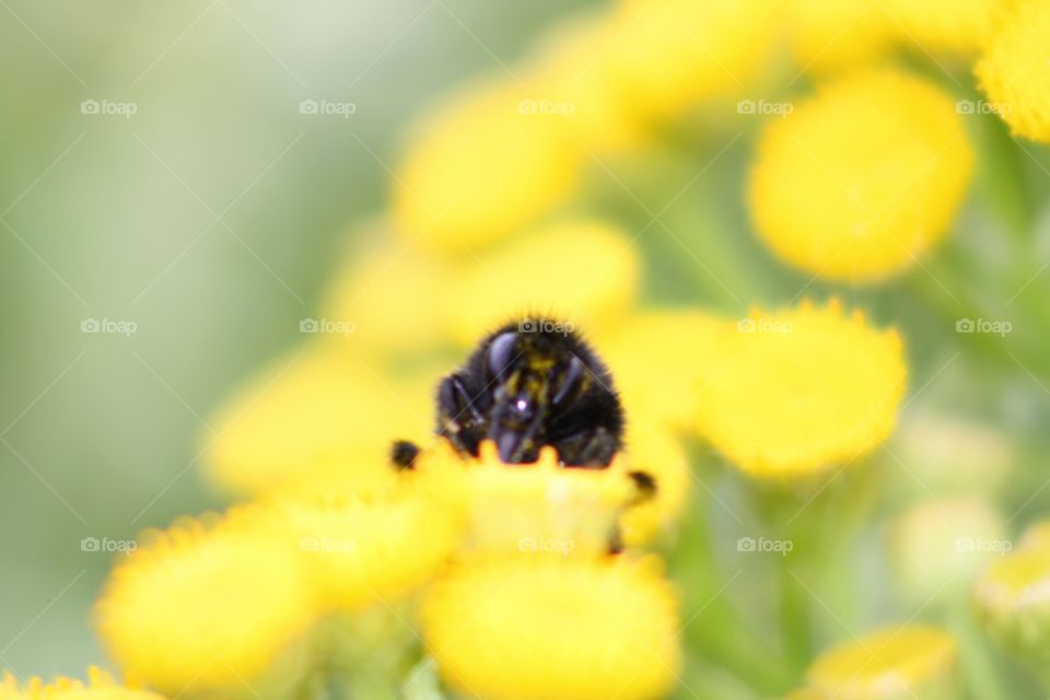 Bumblebee on yellow flowers