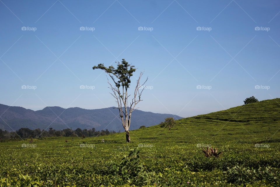 tea plantation