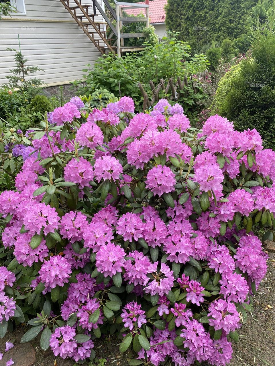 Rhododendron explosion 