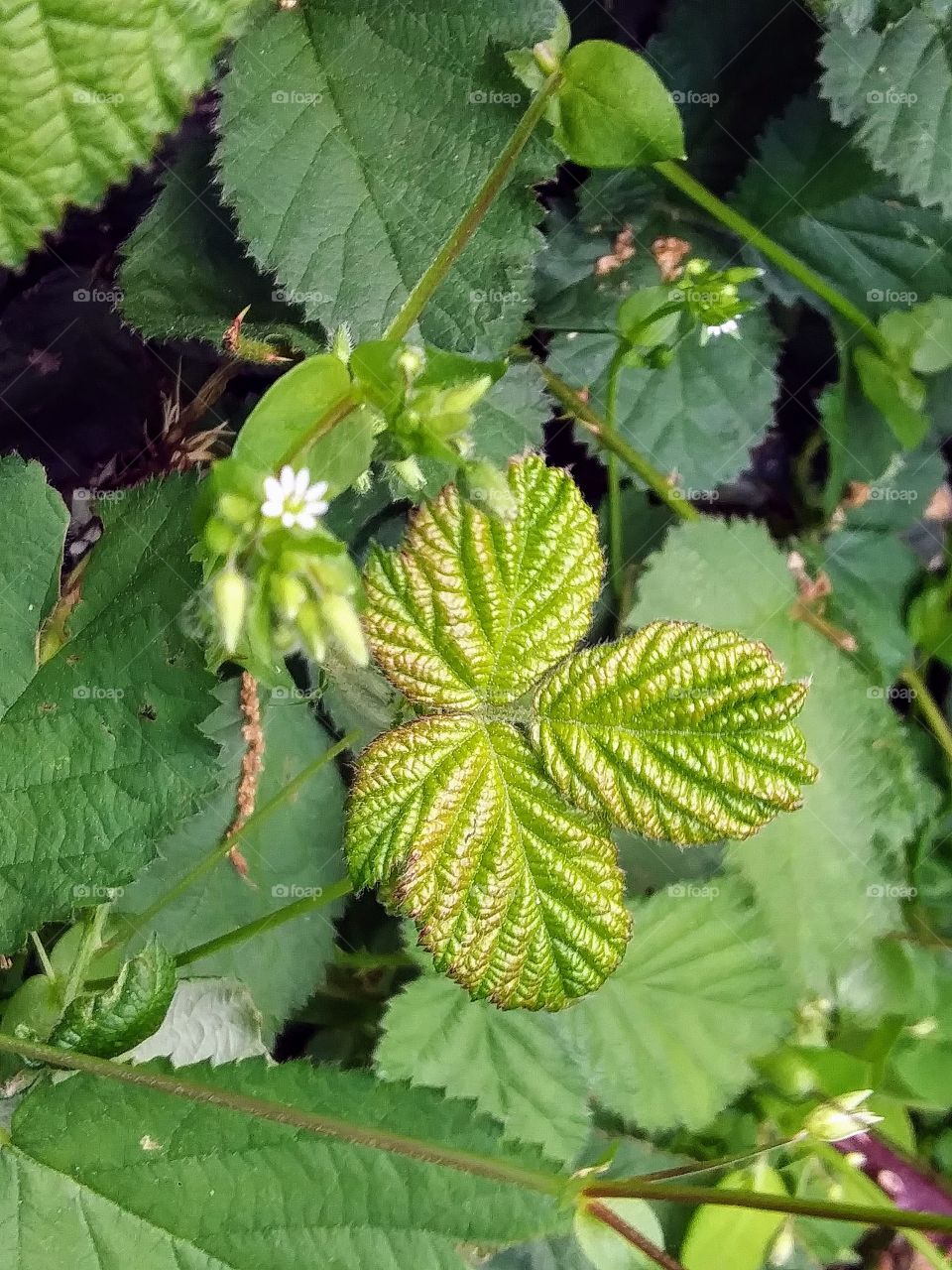 fresh leaf on a blackberry vine