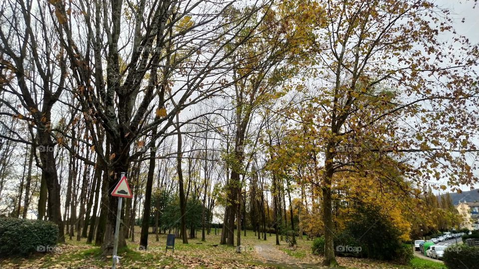 Escenario otoñal en un parque