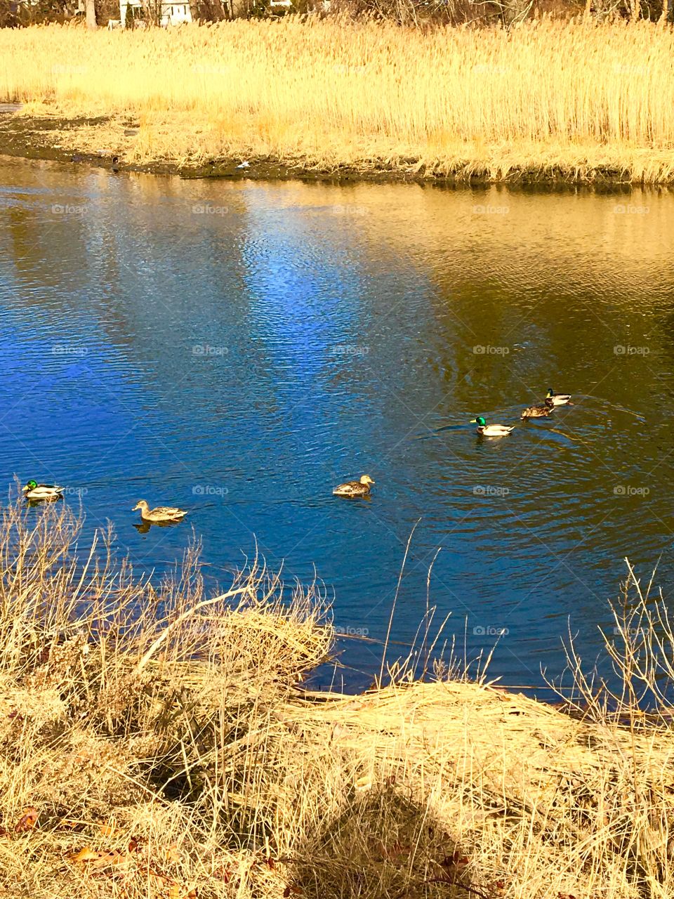 Ducks swimming peacefully