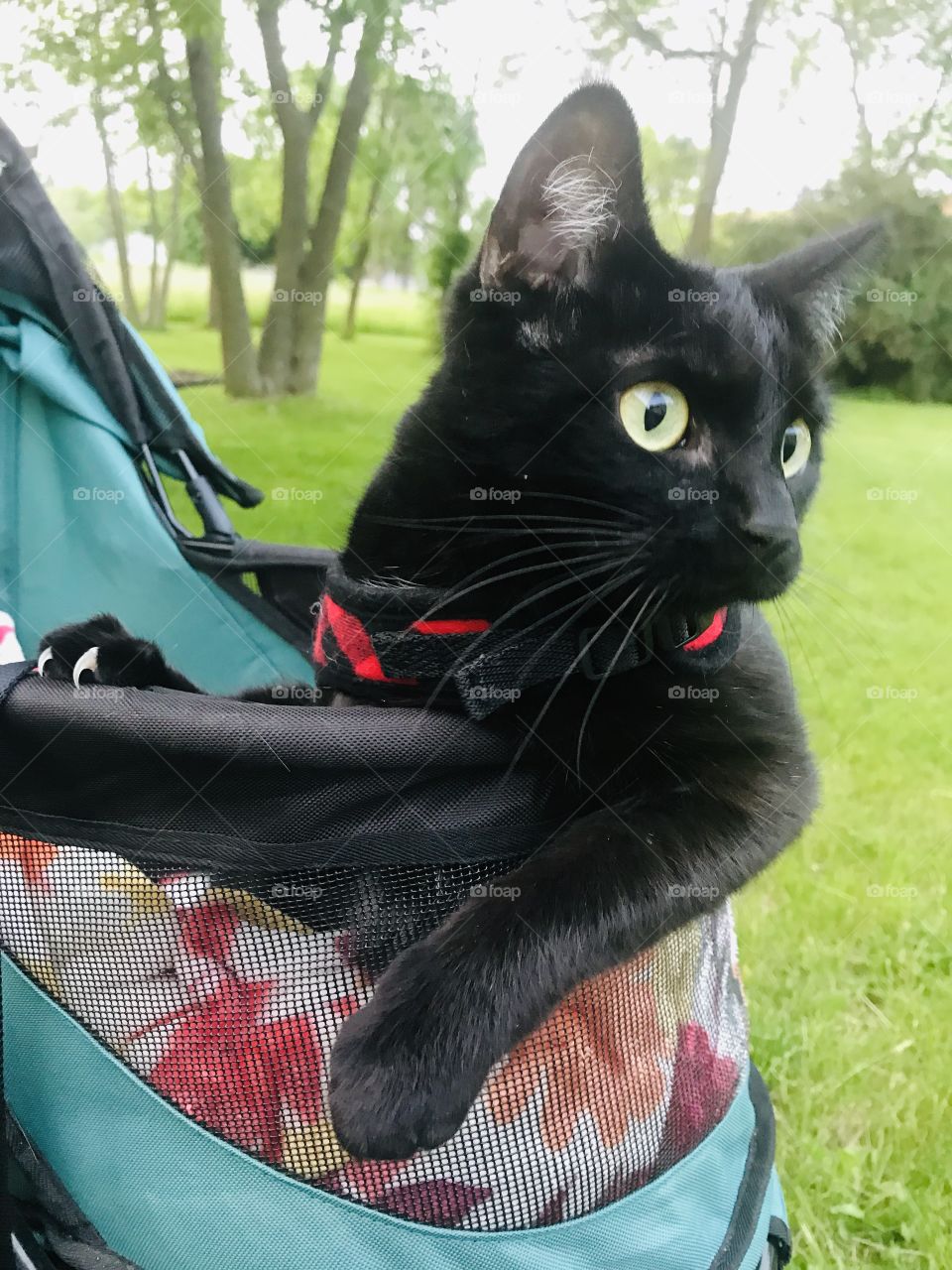 Darling little black kitty sitting in her stroller with her harness on ready for an evening ride!! 