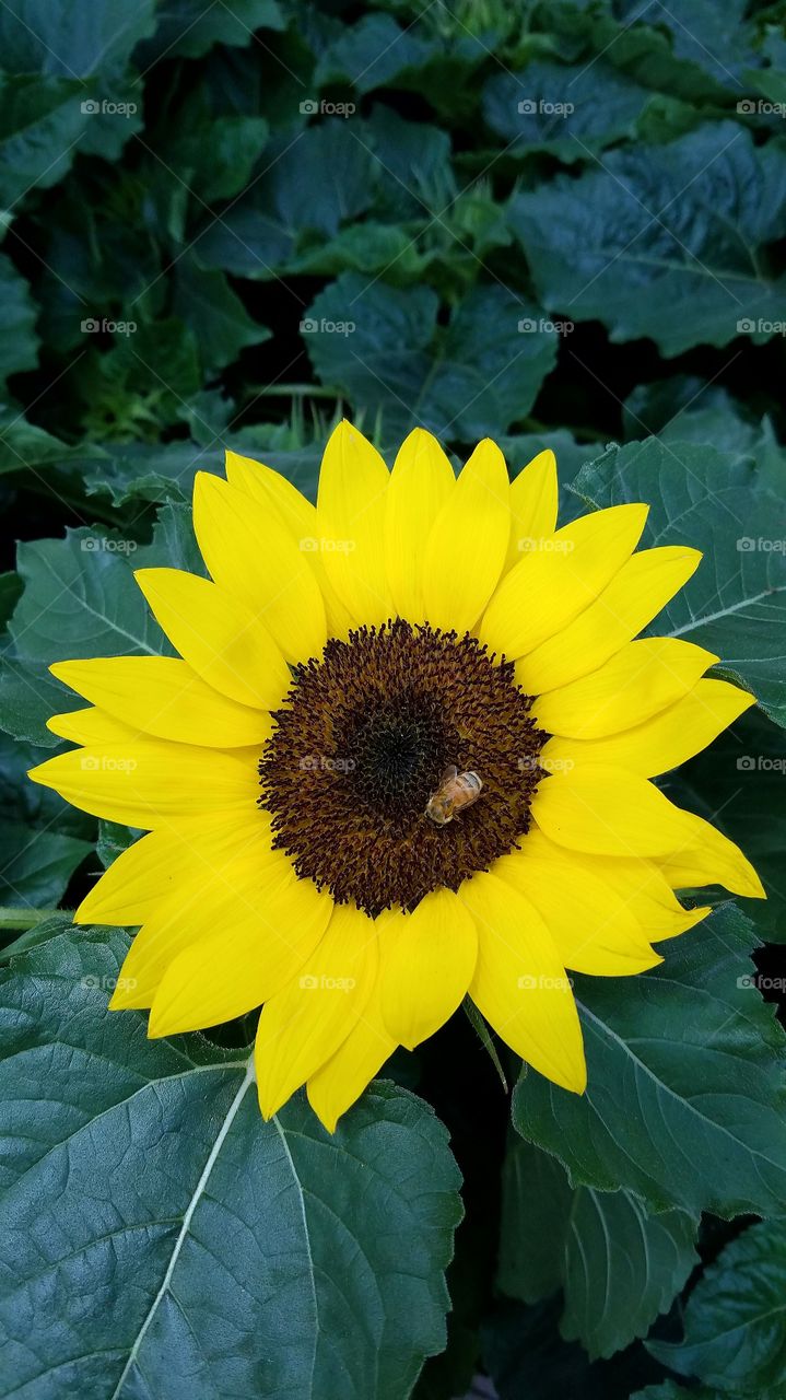 sunflower