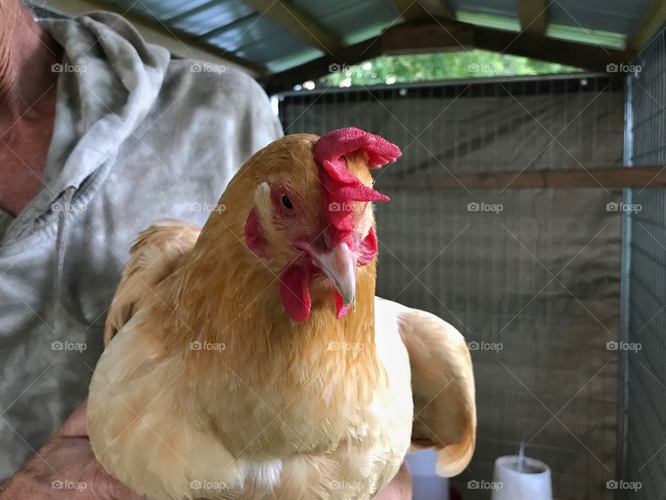 Person holding golden colored chicken with red 