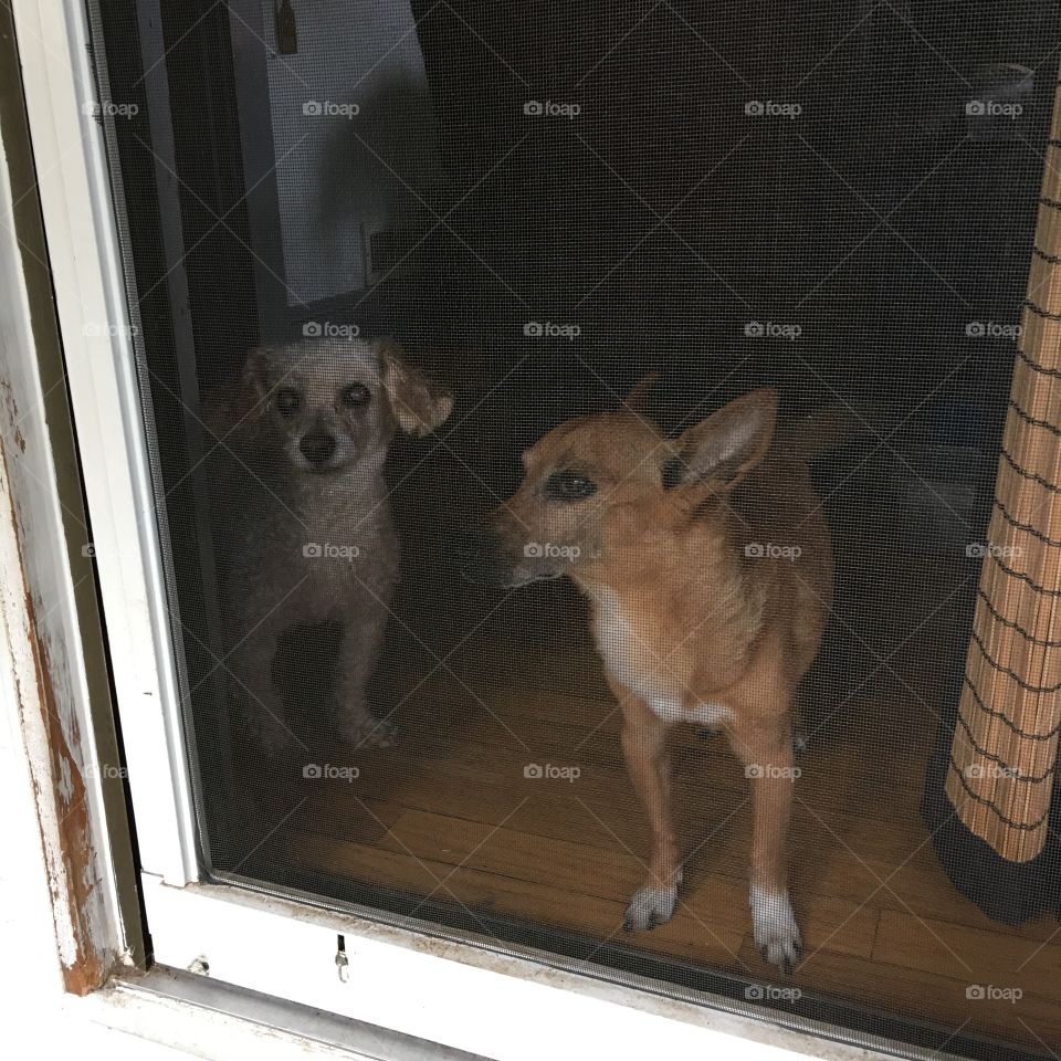 Dogs want to get out. Screen door shut, let us out!