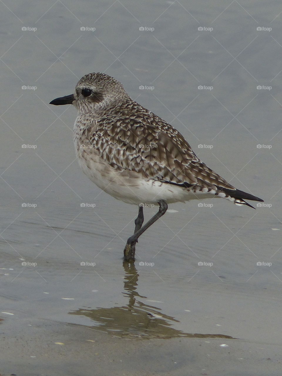 Plover in the wet sand