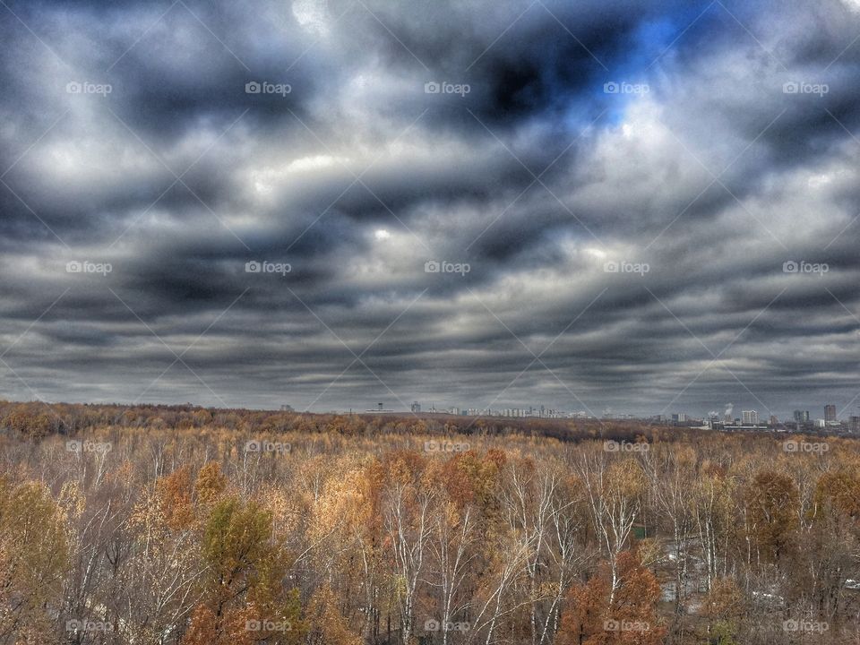 Autumn forest. View from the window.