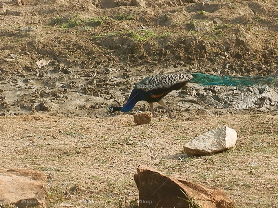 Nature, No Person, Outdoors, Wildlife, Animal