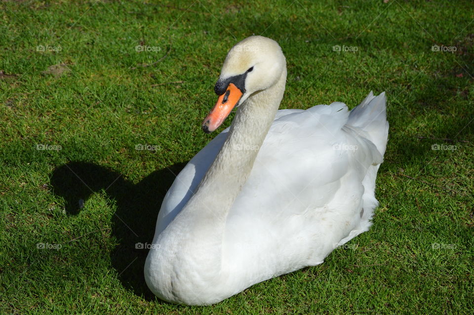 Swan shadow in grass