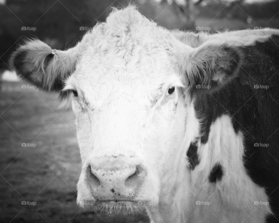 Hereford cow. 