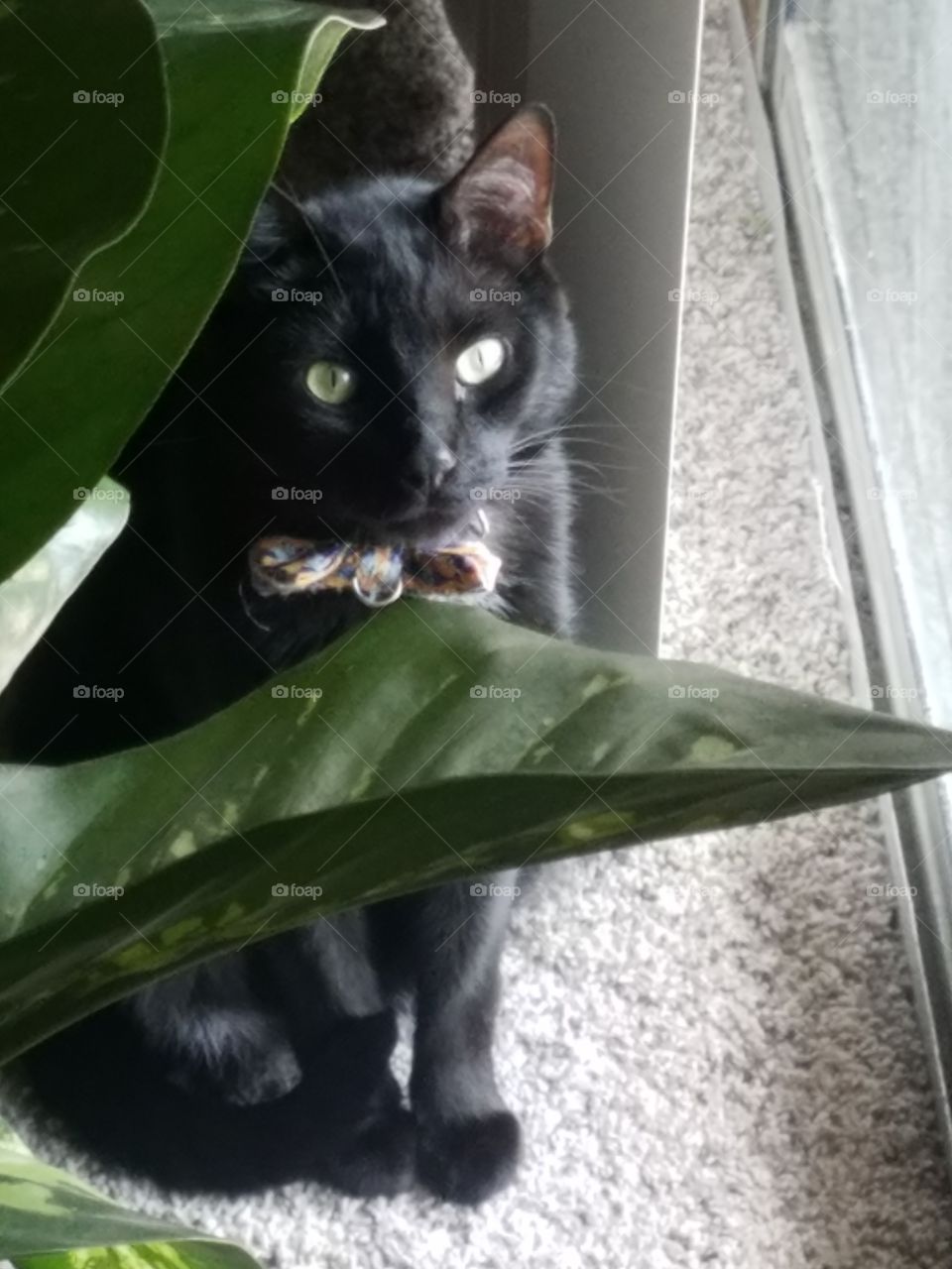 zachary with his bowtie hiding behind a plant