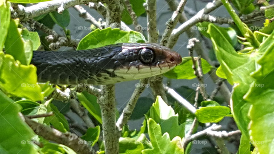black snake. Florida black snake