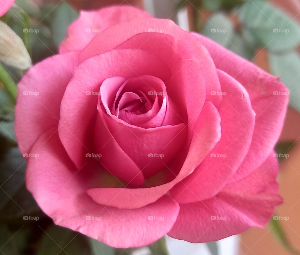 pink rose