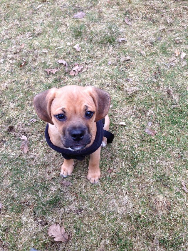 Puppy walks