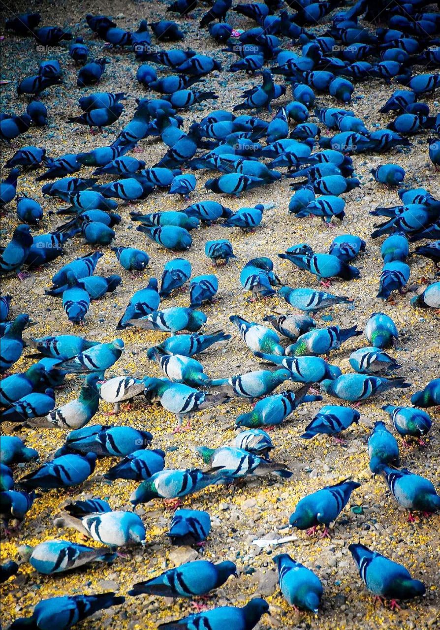 indian kabutar bird's