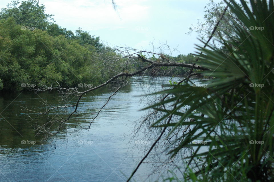 A river shot of Peace River