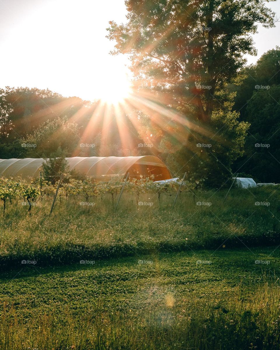 Golden hour sun rays 