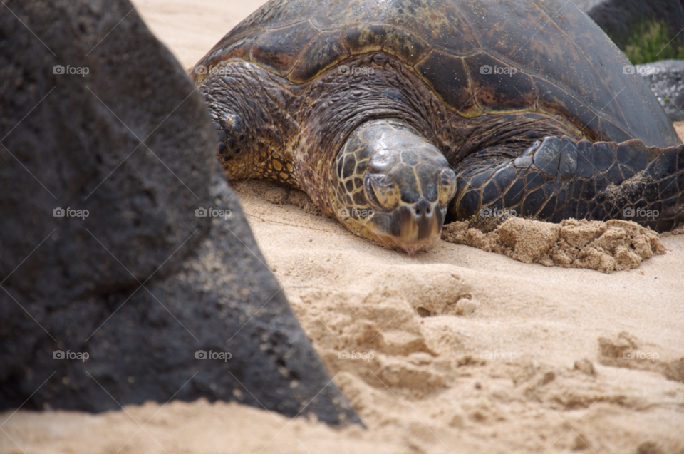 beach animal sand turtle by charles2111