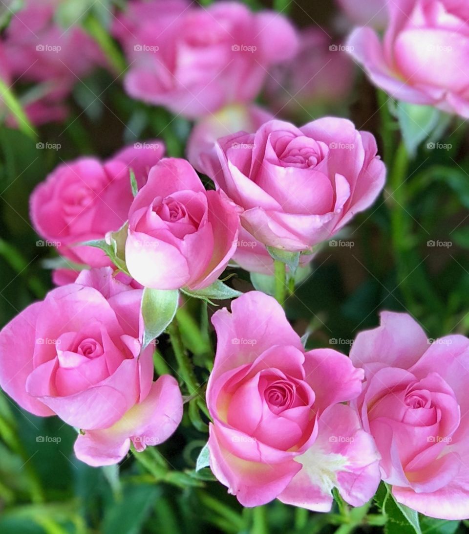 Gorgeous tiny pink roses 