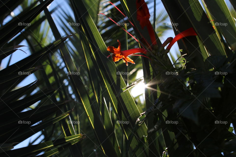 palm tree light filter