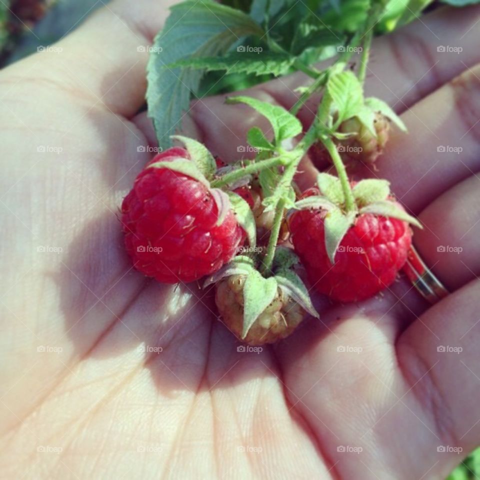 Raspberry 😍