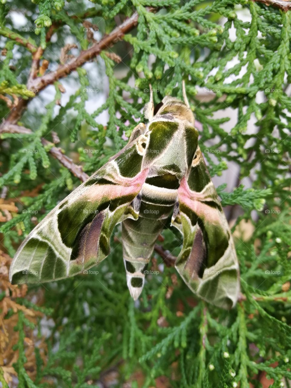 Butterfly -hawk moth