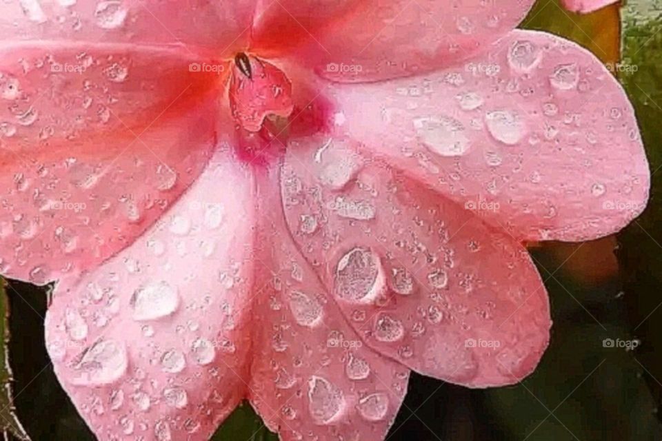 most beautiful and attractive flowers in the garden.