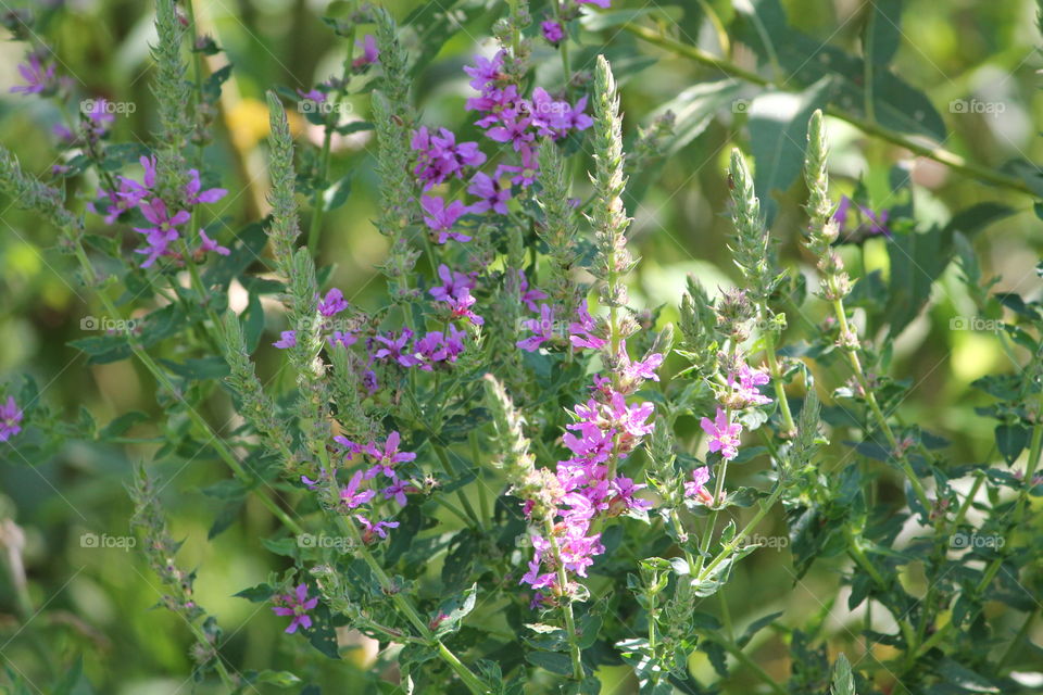 Nature, Summer, Flower, No Person, Flora