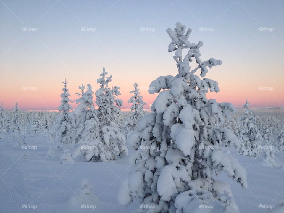 snow winter trees cold by knutigro