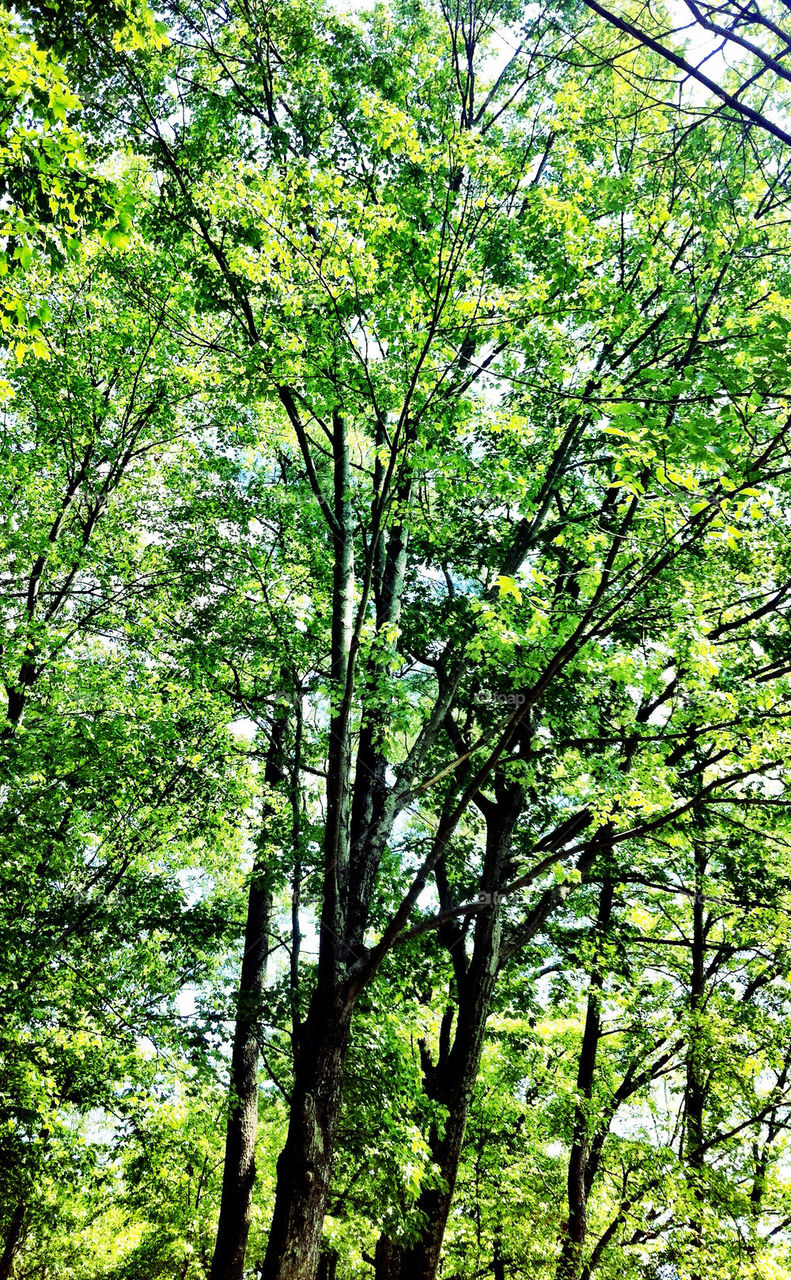 green summer tree leaves by percypiglet