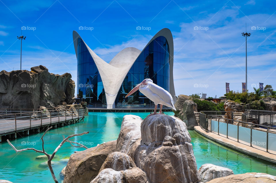 Pelican on top of the stone in oceanographic museum 